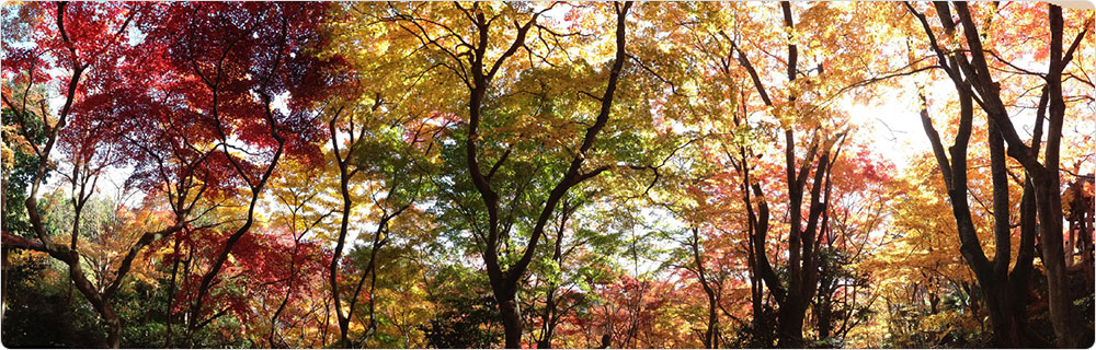 常寂光寺紅葉11月の景色