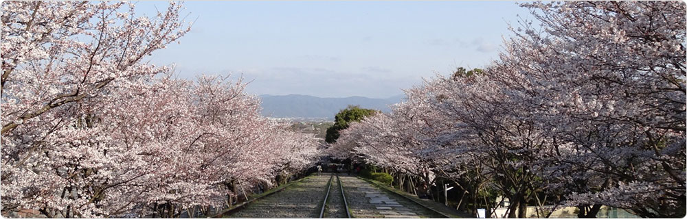 蹴上インクライン桜満開4月