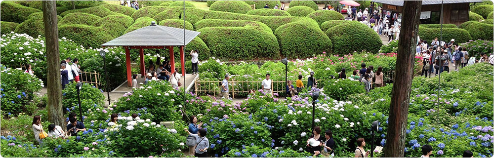 三室戸寺6月の景色